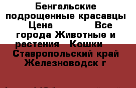 Бенгальские подрощенные красавцы. › Цена ­ 20 000 - Все города Животные и растения » Кошки   . Ставропольский край,Железноводск г.